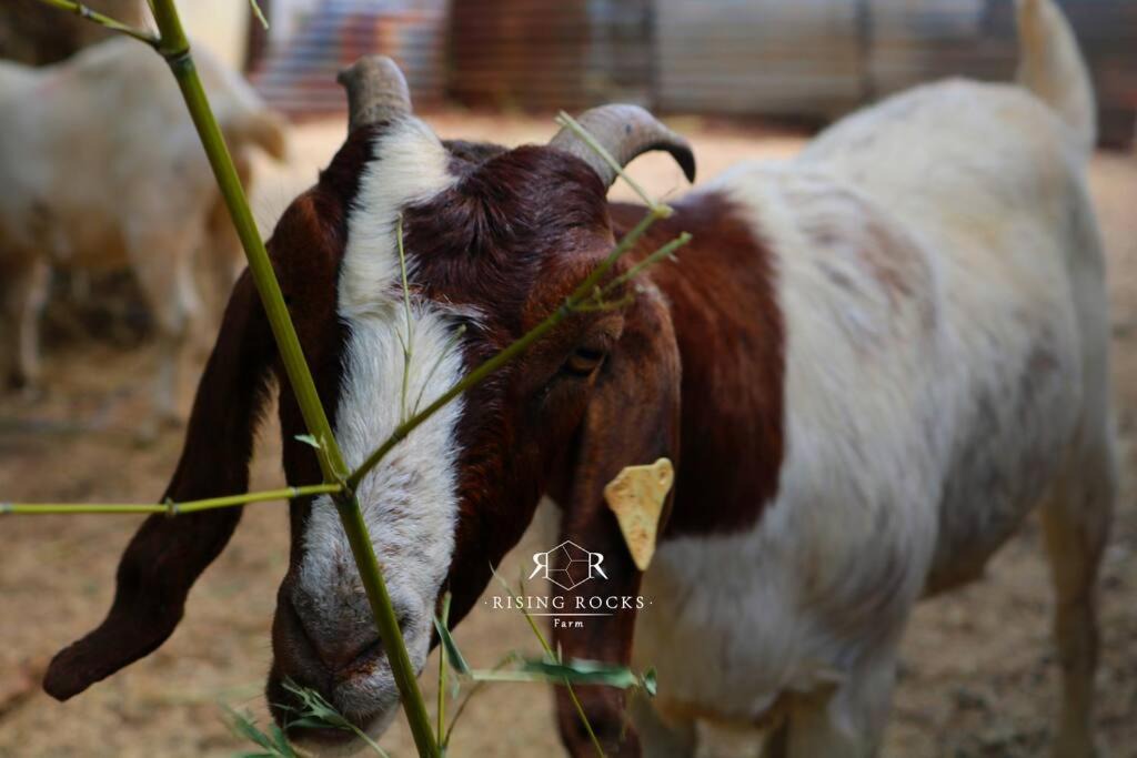 Photo of Others in Magaliesberg