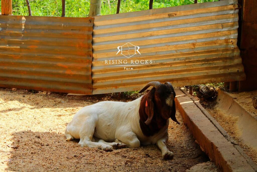 Photo of Others in Magaliesberg