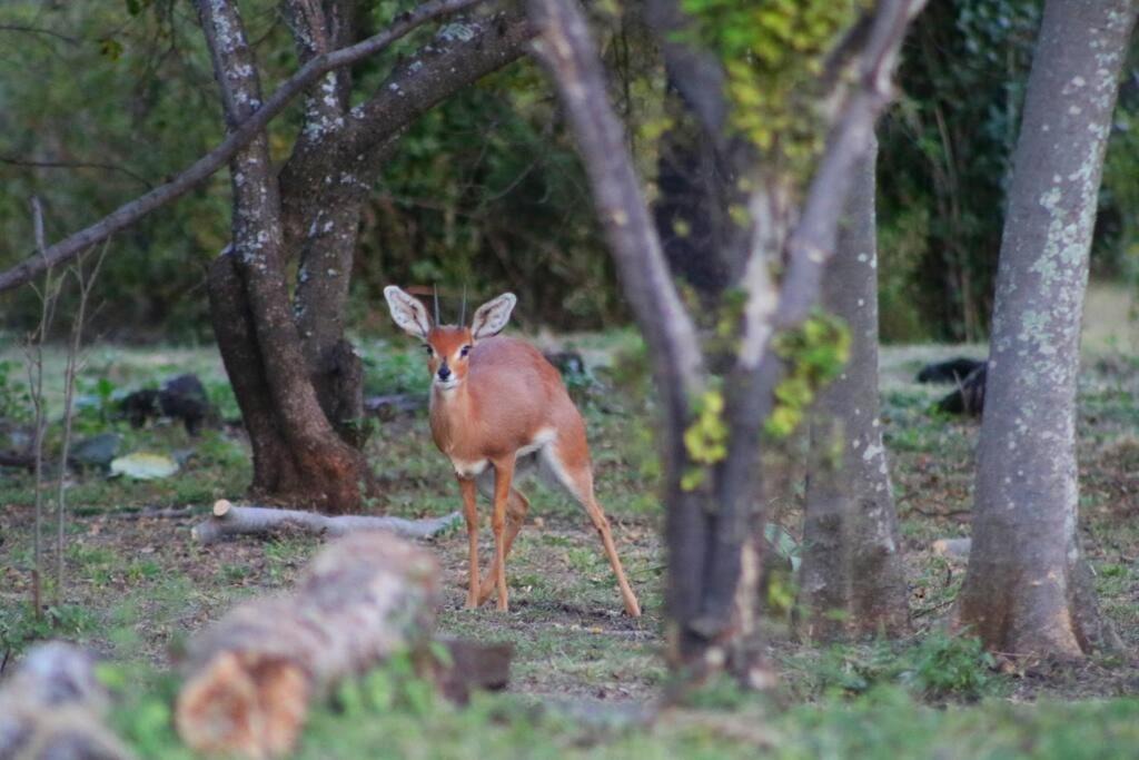 Photo of Others in Magaliesberg