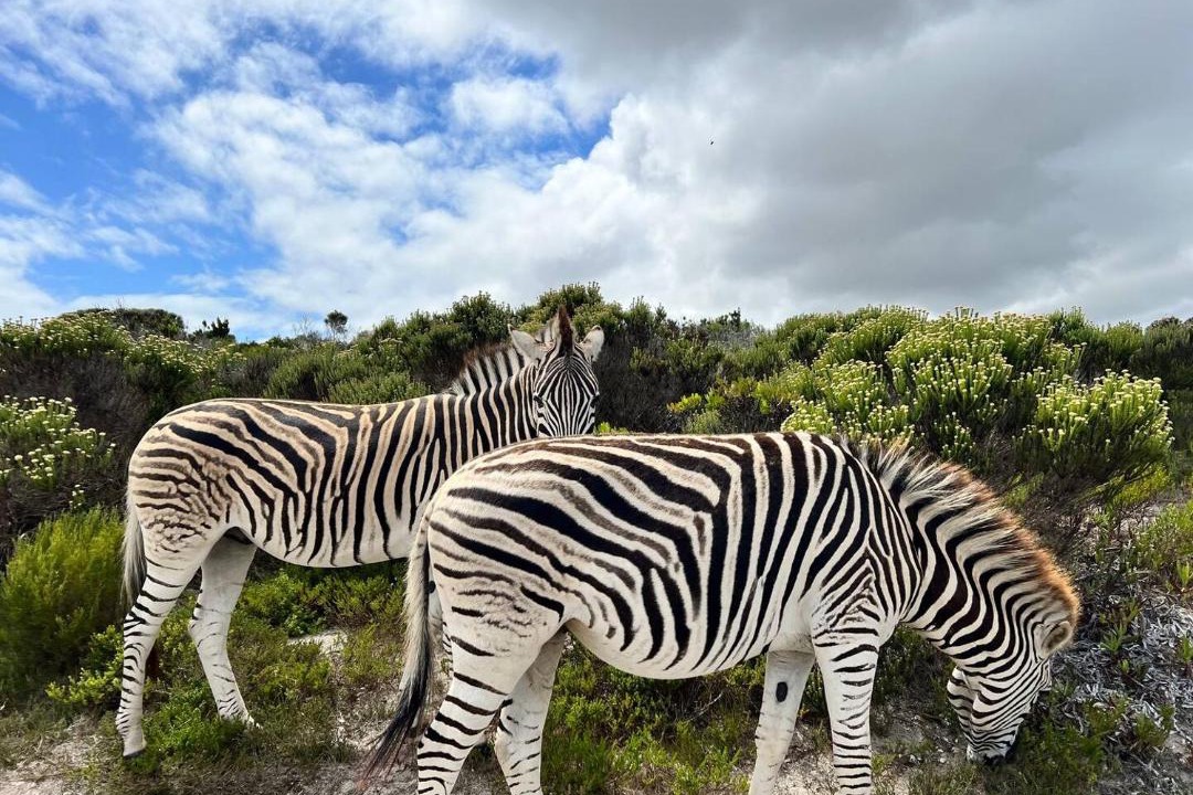 Photo of Others in Cape Peninsula