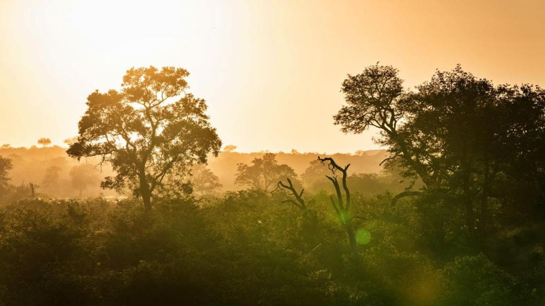 Photo of Others in Kruger National Park