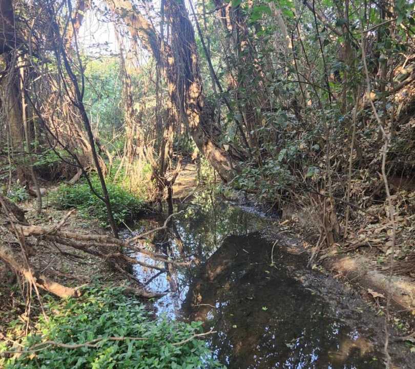 Photo of Others in Faerie Glen