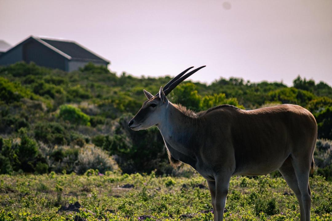 Photo of Others in Gansbaai