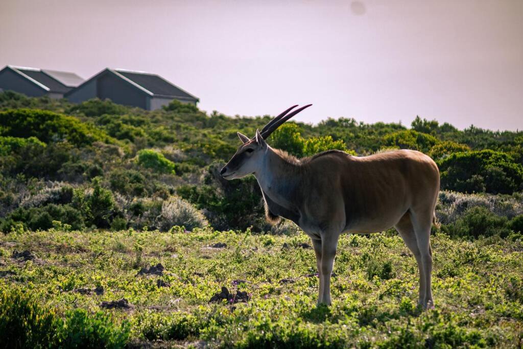 Photo of Others in Gansbaai