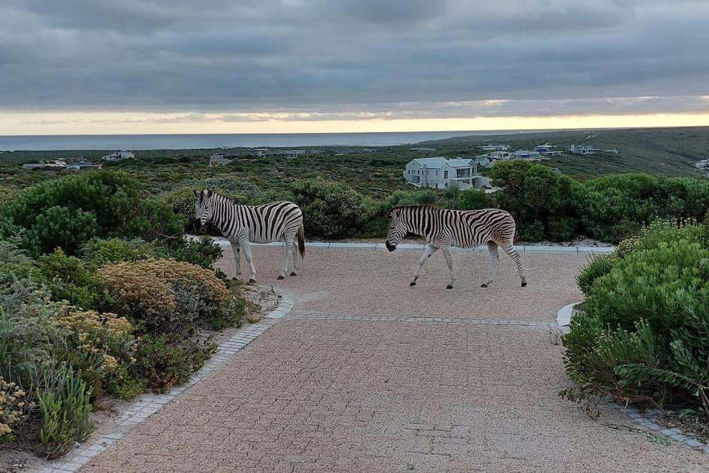 Photo of Others in Gansbaai