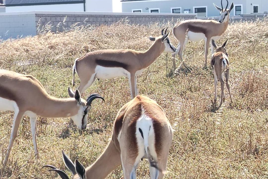 Photo of Others in Saldanha