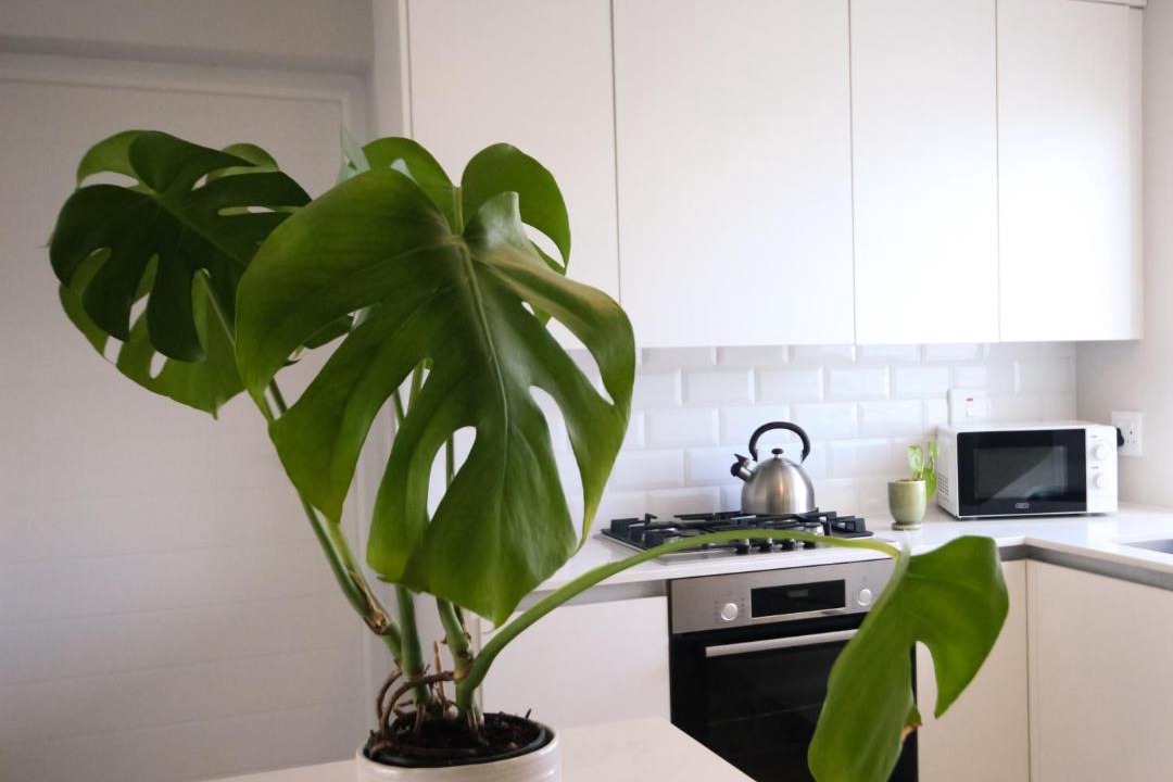 Photo of Kitchen in Eastcliff
