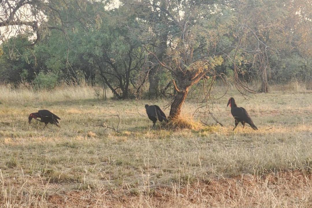 Photo of Others in Bela-Bela