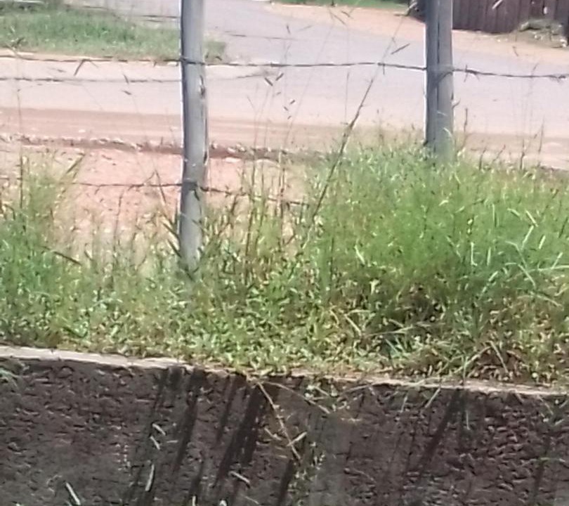 Photo of Others in Phalaborwa