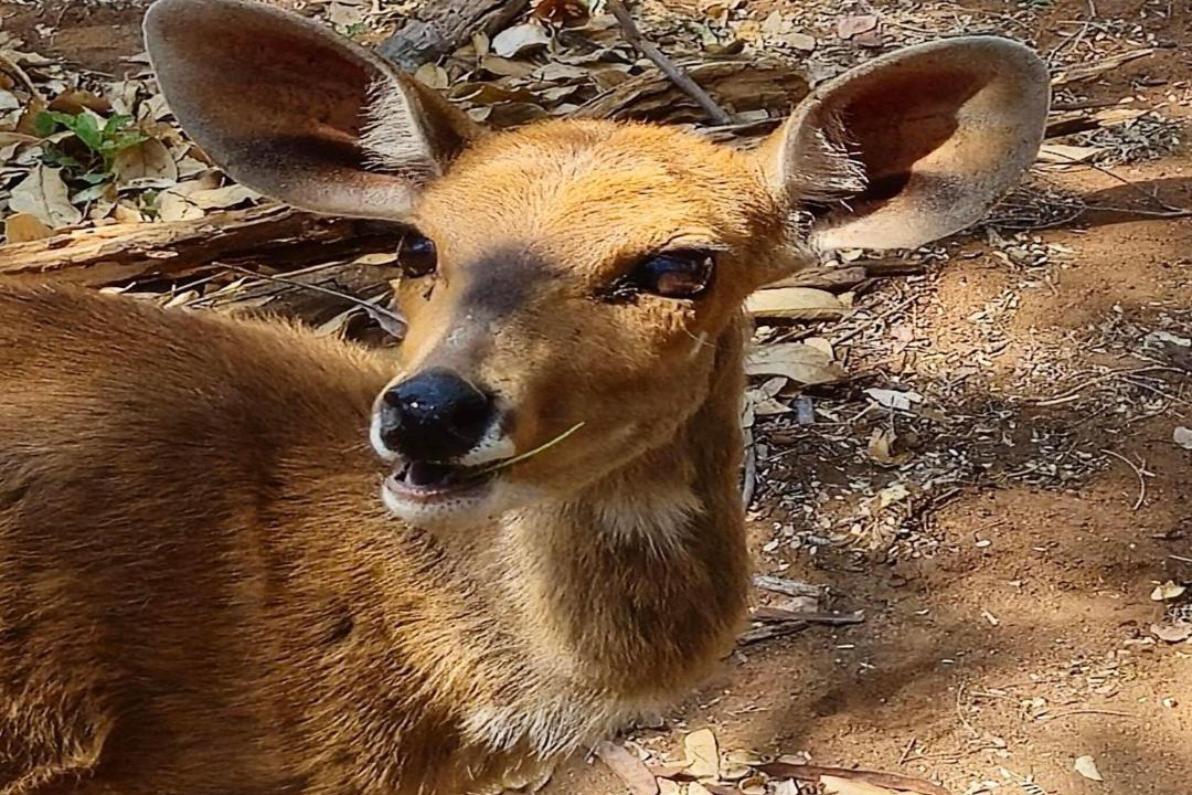 Photo of Others in Thabazimbi
