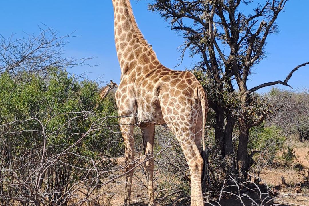 Photo of Others in Hammanskraal