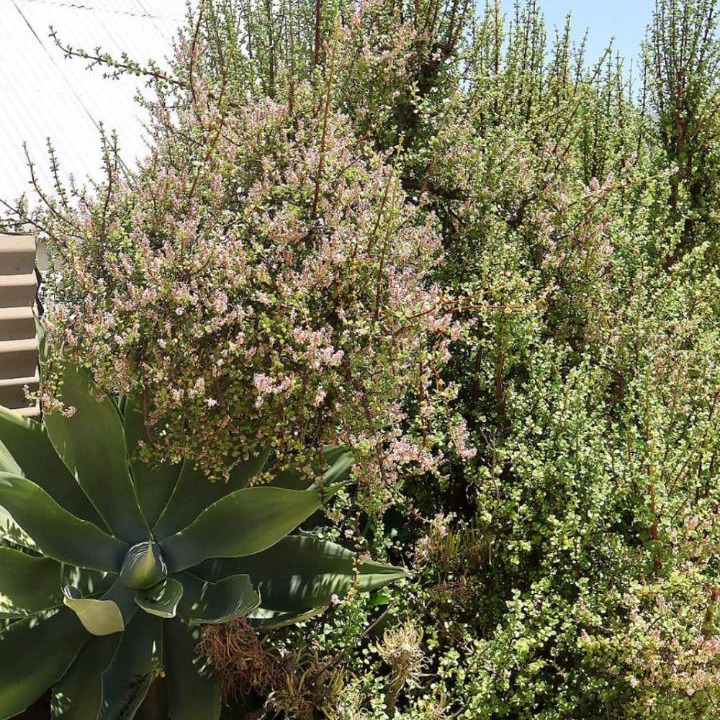 Photo of Outdoor in Calitzdorp