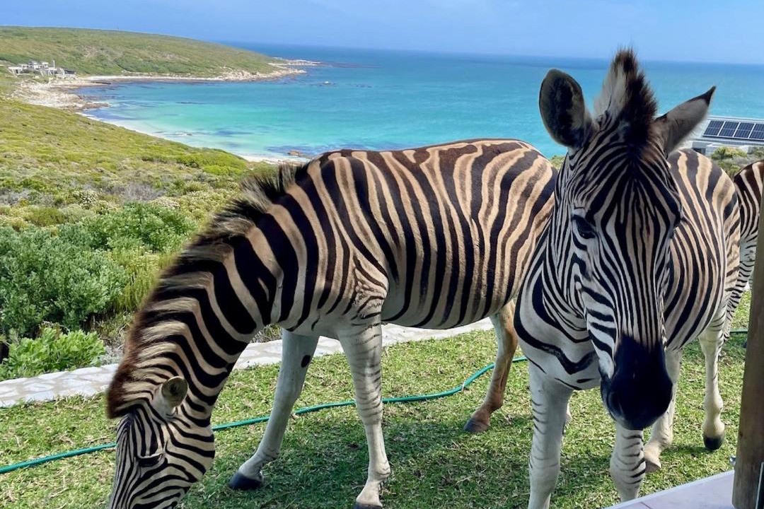 Photo of Others in Gansbaai