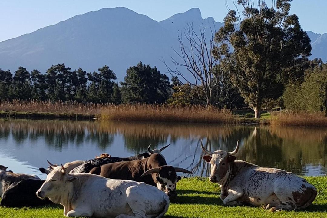 Photo of Others in Tulbagh