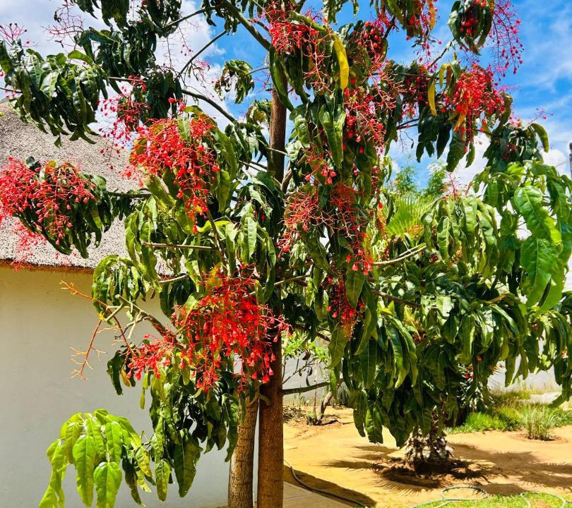 Photo of Outdoor in Moses Kotane