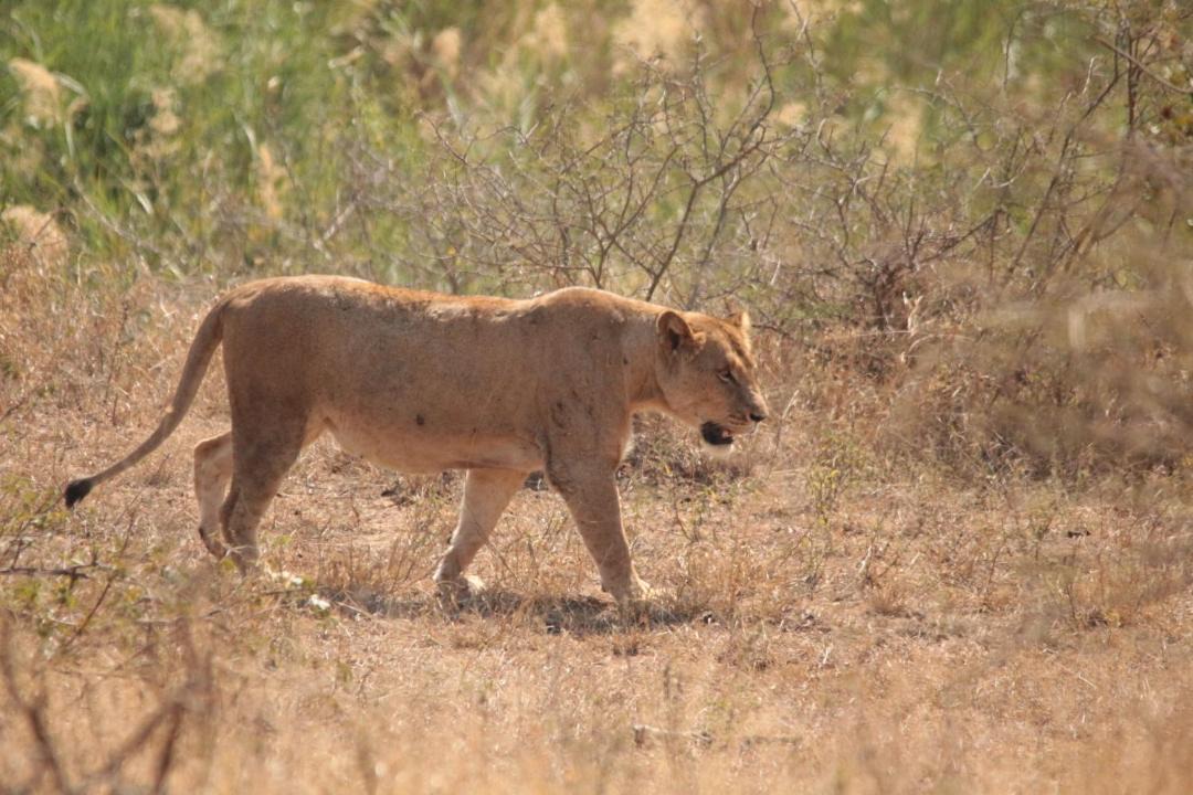 Photo of Others in Kruger National Park