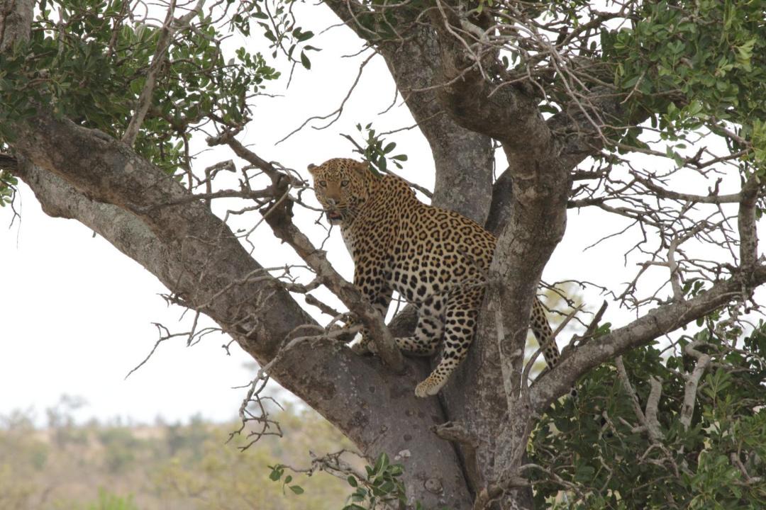 Photo of Others in Kruger National Park