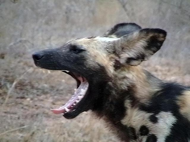 Photo of Others in Kruger National Park