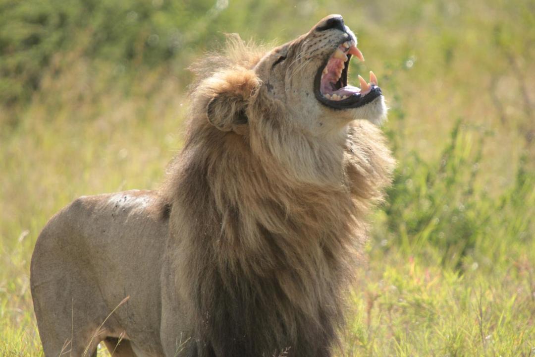 Photo of Others in Kruger National Park