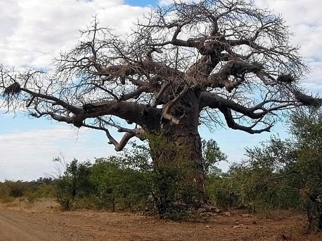 Photo of Others in Kruger National Park