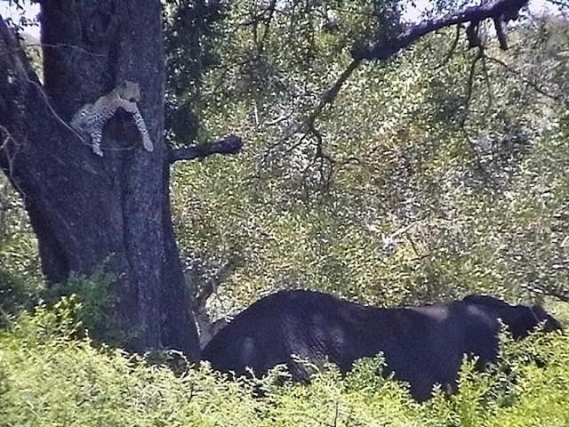 Photo of Others in Kruger National Park