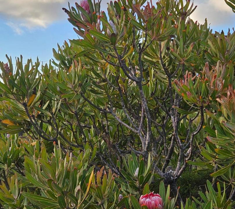 Photo of Others in Betty's Bay