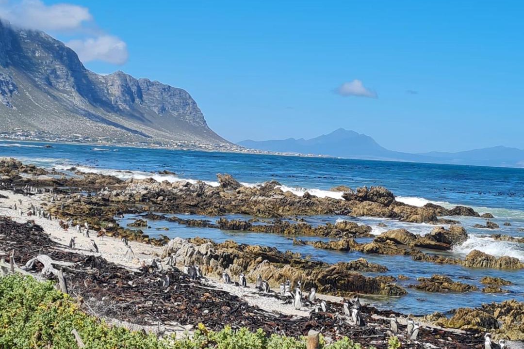 Photo of Others in Betty's Bay