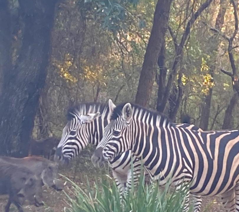 Photo of Others in Marloth Park