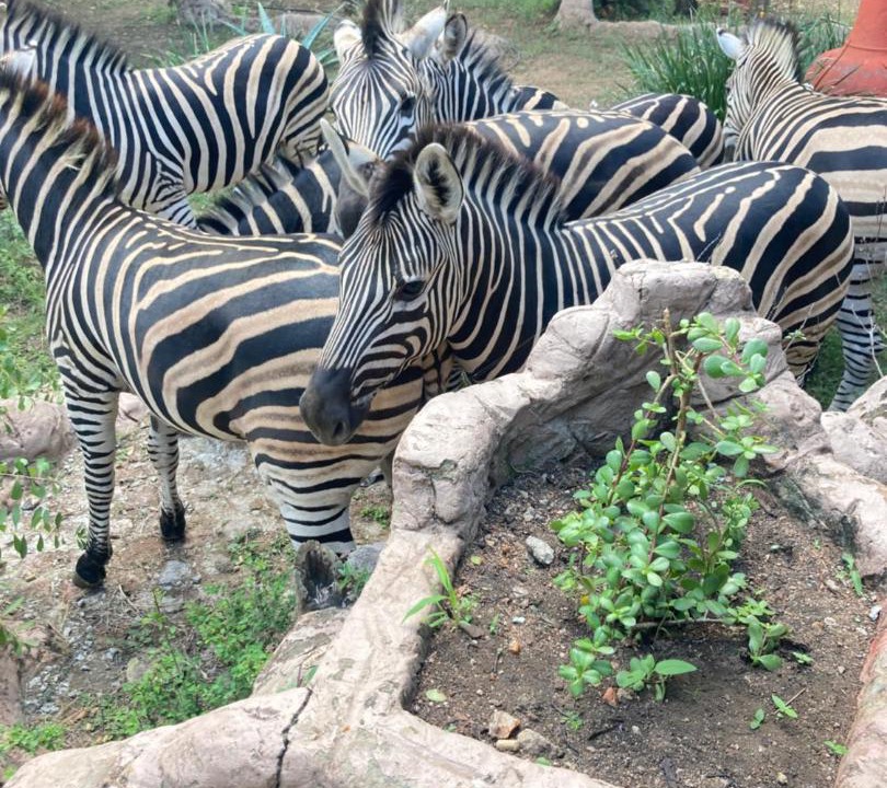 Photo of Others in Marloth Park