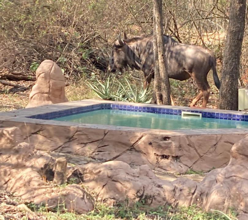 Photo of Others in Marloth Park