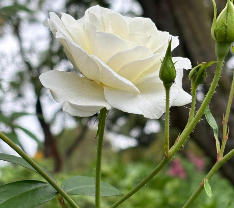 Photo of Outdoor in Baileys Muckleneuk
