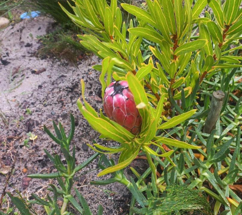 Photo of Outdoor in Betty's Bay