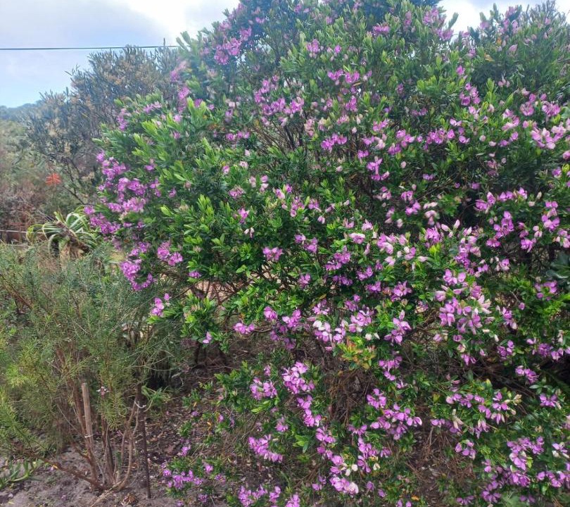 Photo of Outdoor in Betty's Bay