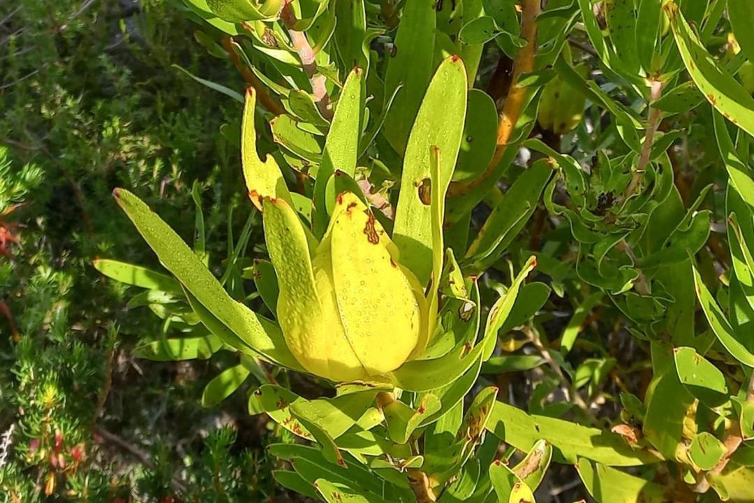 Photo of Outdoor in Betty's Bay