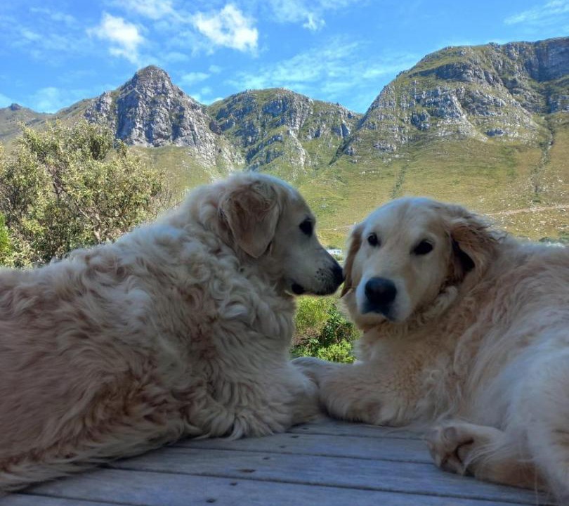 Photo of Others in Betty's Bay
