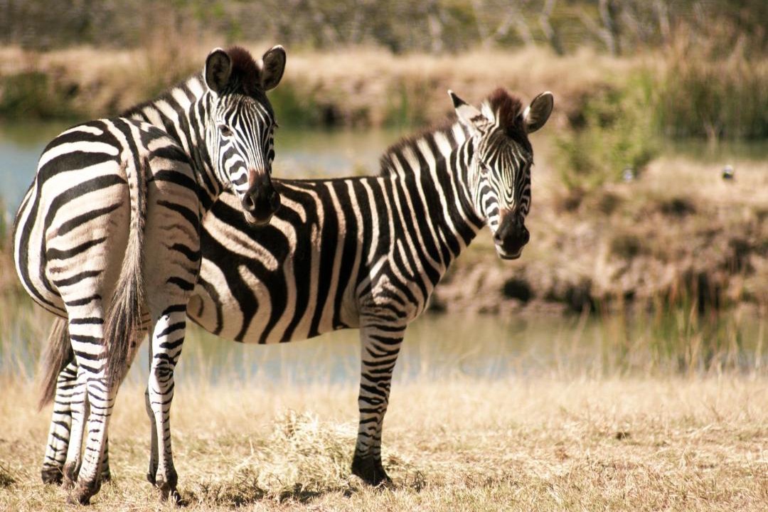 Photo of Others in Polokwane