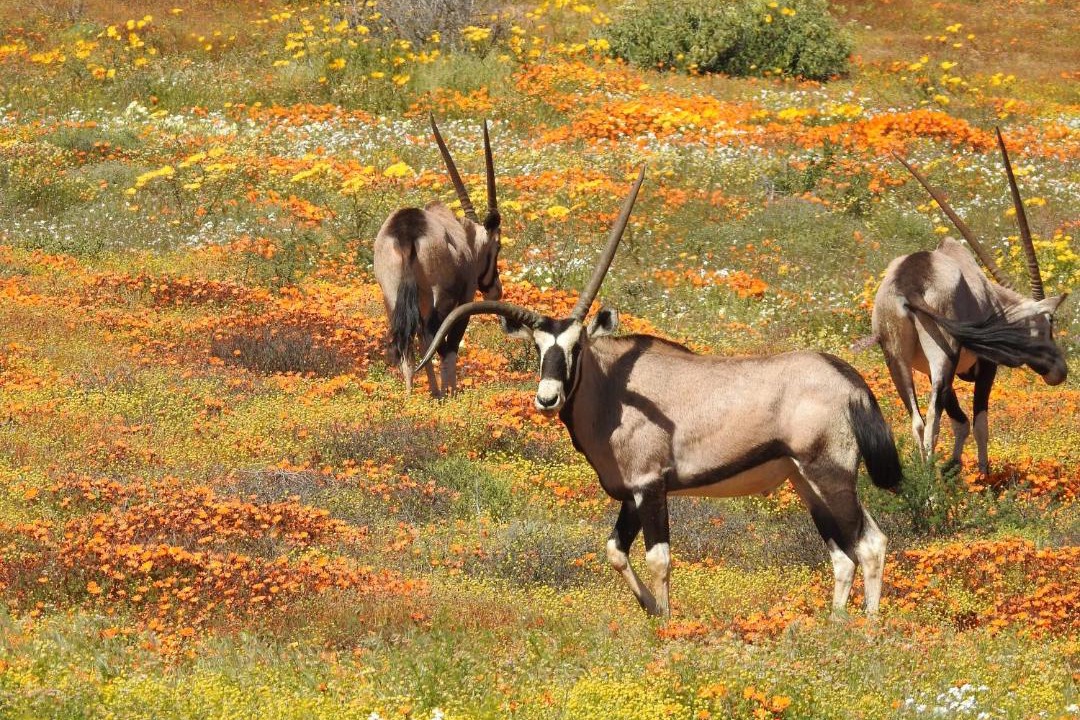 Photo of Others in Kamiesberg
