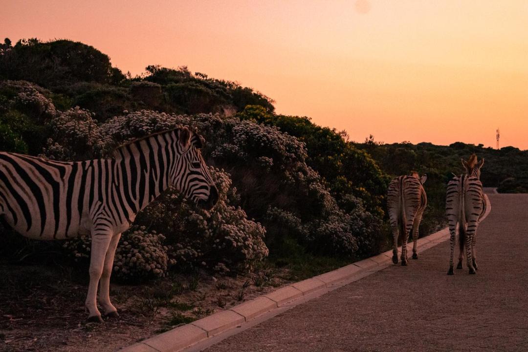 Photo of Others in Gansbaai