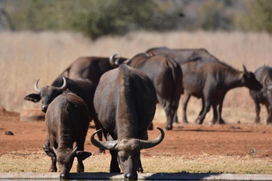 Photo of Others in Kgetlengrivier