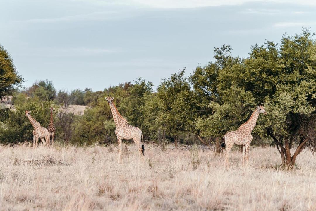 Photo of Others in Kgetlengrivier