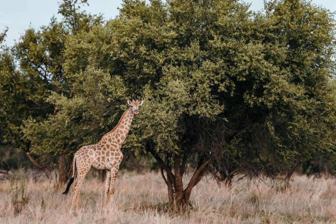Photo of Others in Kgetlengrivier