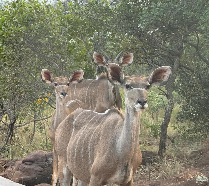 Photo of Others in Vaalwater