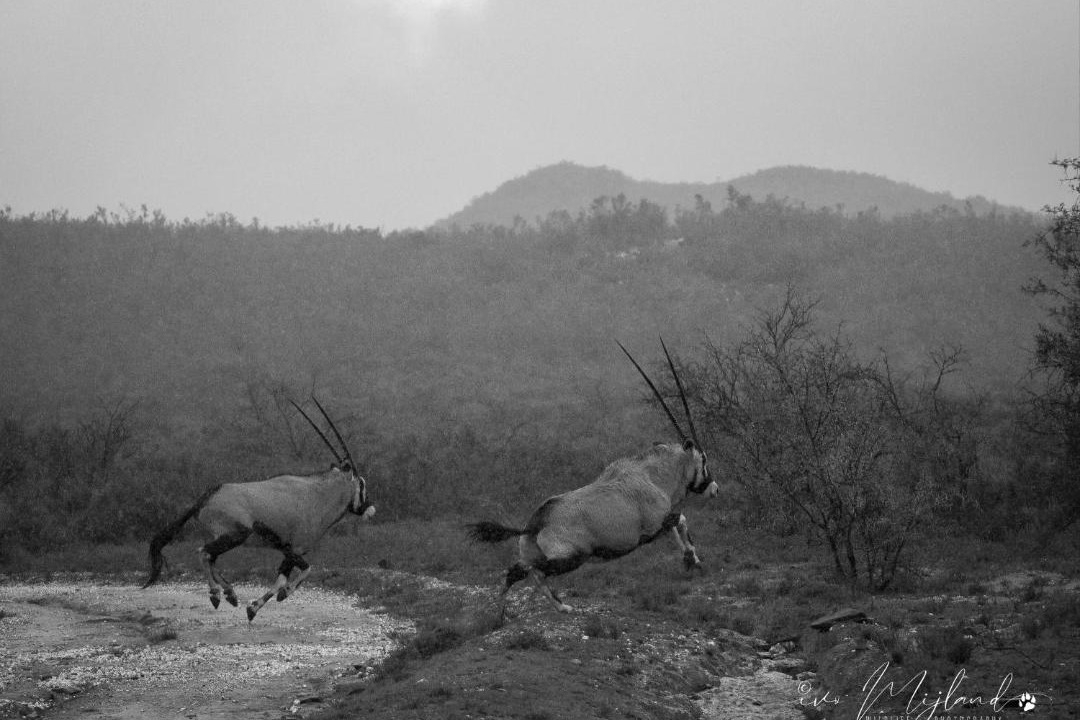 Photo of Others in Oudtshoorn