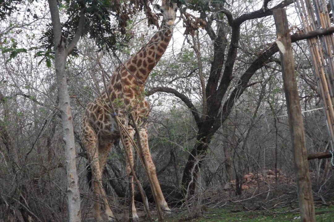 Photo of Others in Marloth Park