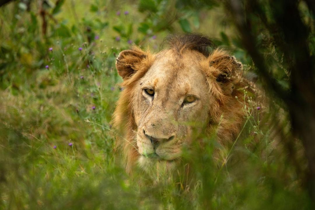 Photo of Others in Skukuza
