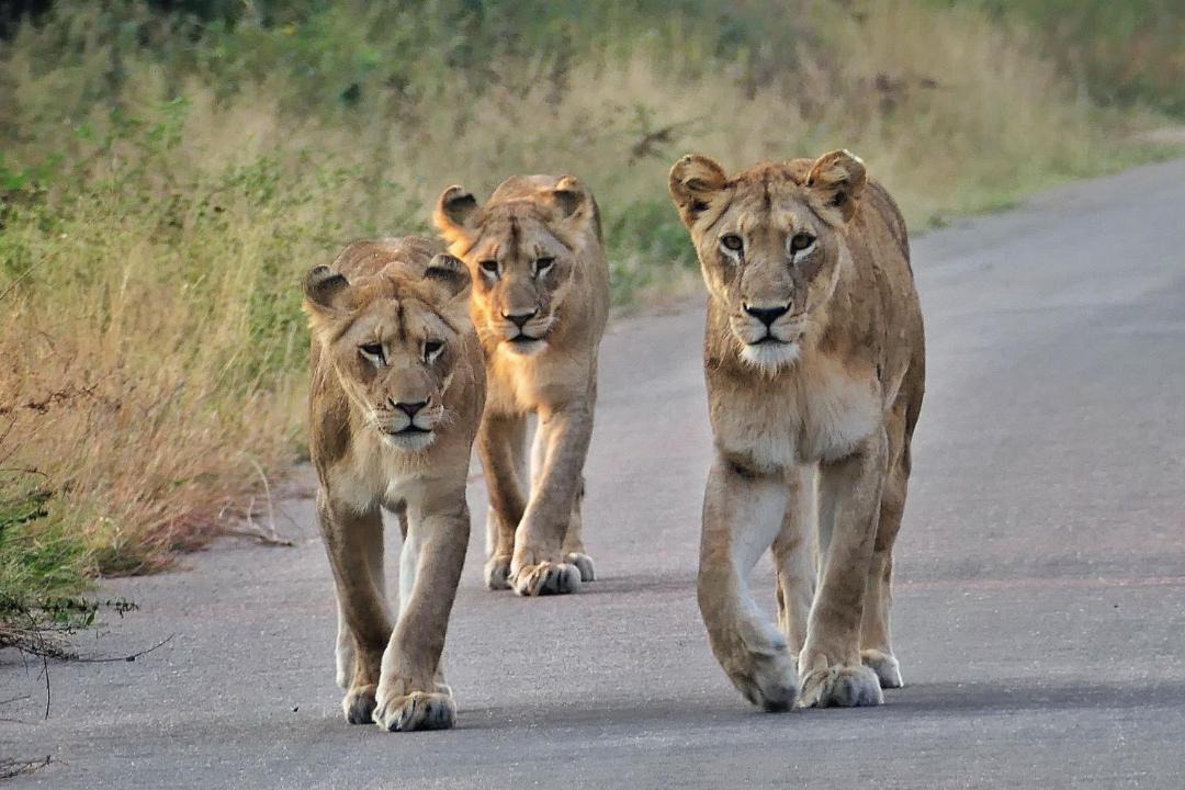 Photo of Others in Phalaborwa