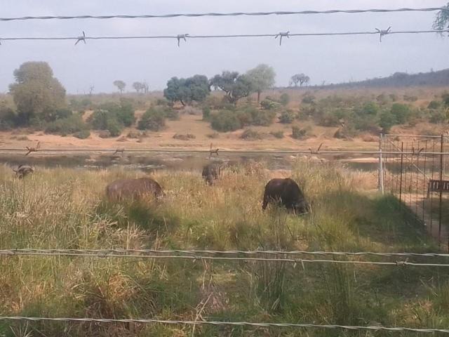 Photo of Others in Marloth Park