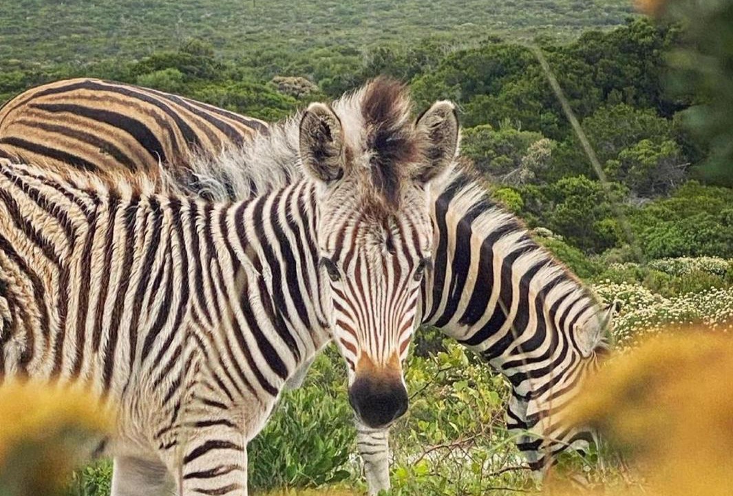 Photo of Others in Gansbaai
