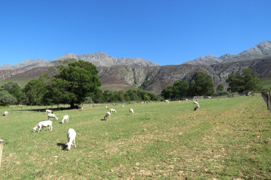 Photo of Others in Oudtshoorn