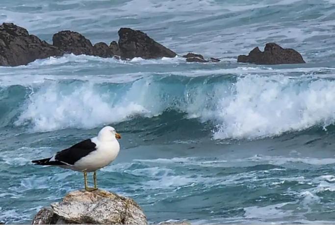 Photo of Human In Picture in L'Agulhas